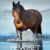 Burde Seinakalenteri 2024 Hevoset